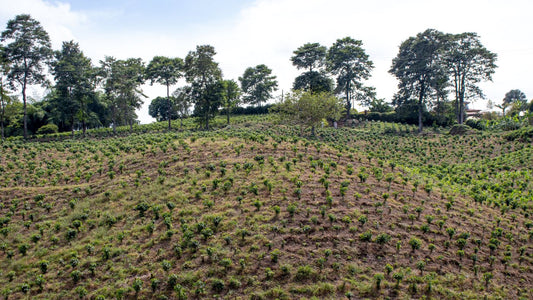 Coffee Plantation Farm Jairo Arcila Colombia